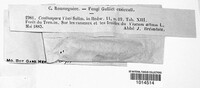 Botryosphaeria visci image